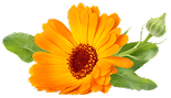 Symbol Květ měsíčku